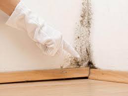 Why You Should Choose Our Mold Remediation Services in Spring Valley, IL